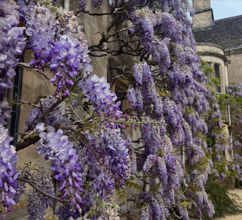 Wisteria Gets Too Heavy Near Walls