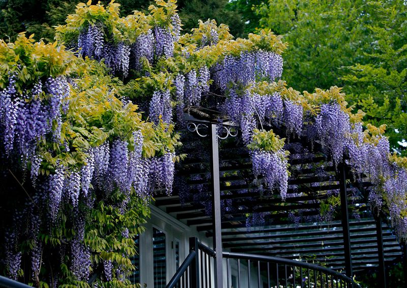 Wisteria Grabs Heavy Structures Wisteria Grabs Heavy Structures