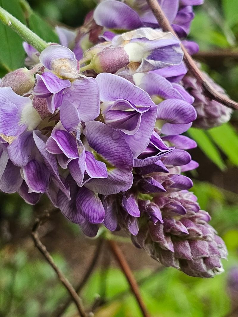 Wisteria Needs Careful Summer Training, Not Hard Pruning