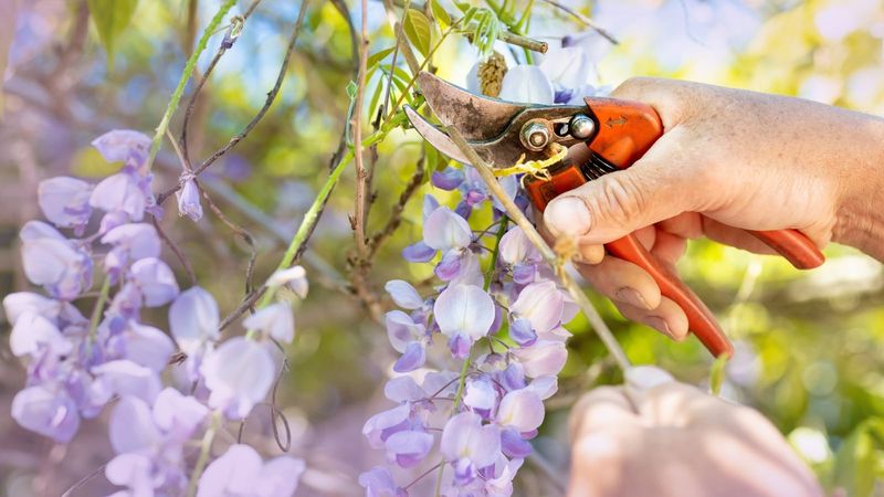 Wisteria Shoots Can Be Shortened Before They Take Over
