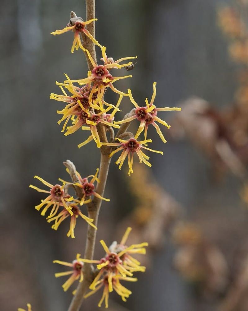 Witch Hazel 