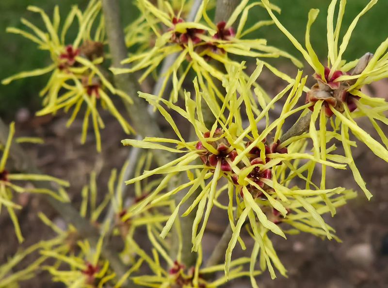 Witch Hazel 