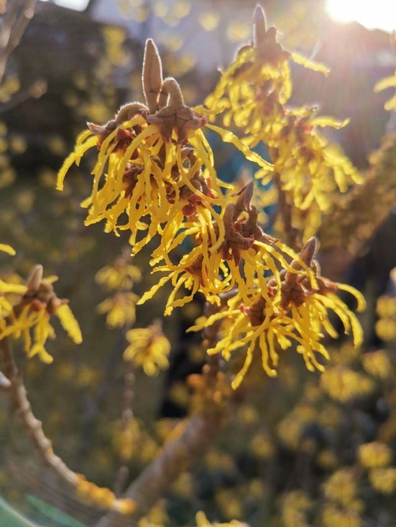 Witch Hazel Brings Fall Color That Rivals Any Shrub In Your Yard