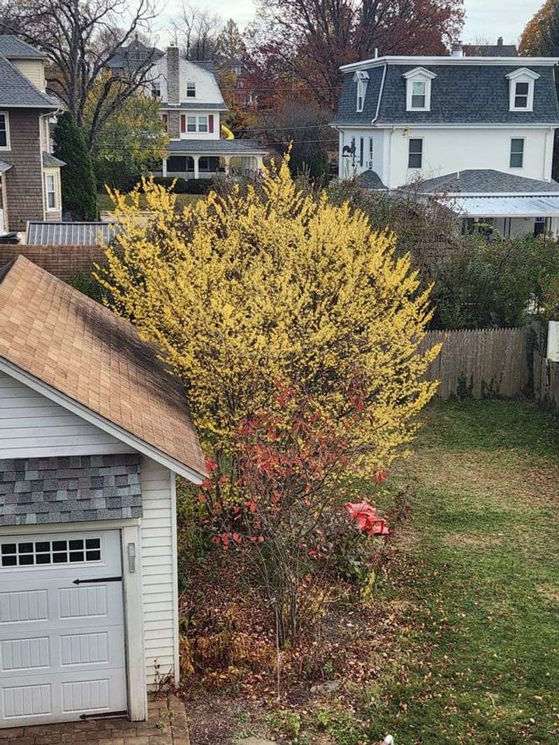 Witch Hazel Happens To Be A True Connecticut Native