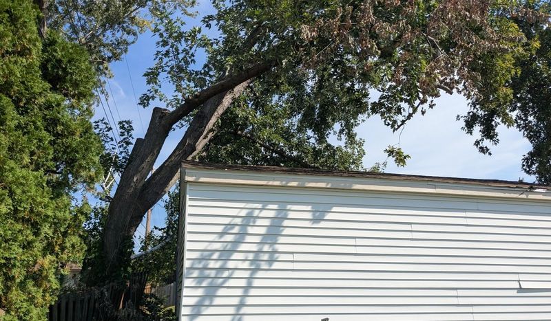 Withered Branches Are More Likely To Cause Legal Trouble Withered Branches Are More Likely To Cause Legal Trouble