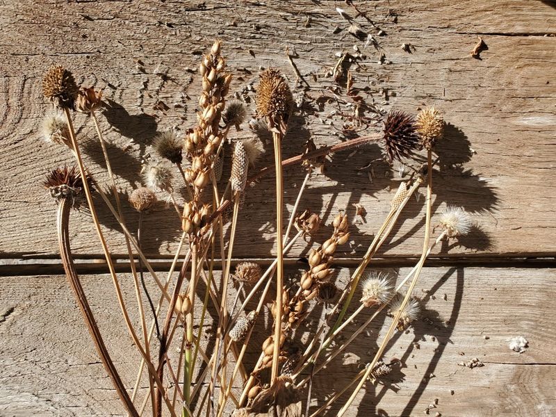 Withered Flowers And Seedheads Can Blow Into Eaves Withered Flowers And Seedheads Can Blow Into Eaves