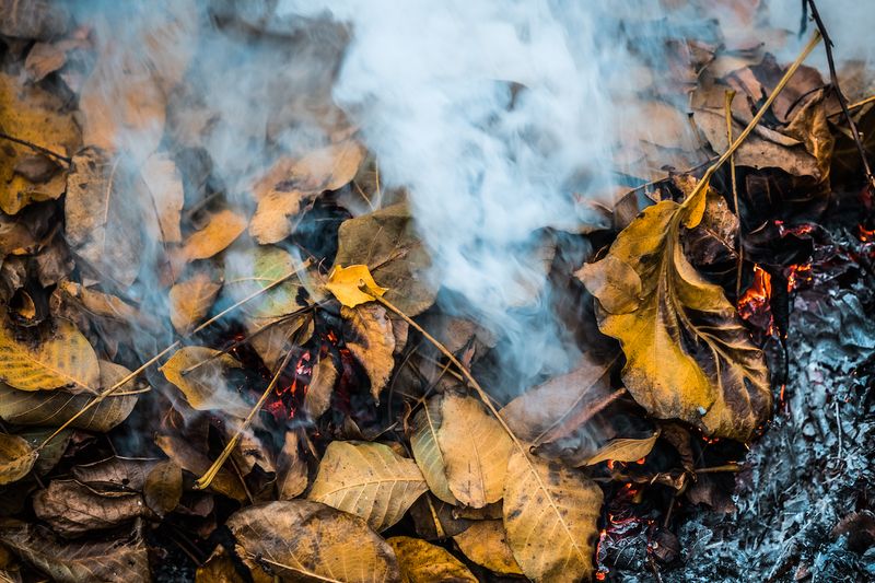Withered Leaves Turn Corners And Beds Into Kindling Withered Leaves Turn Corners And Beds Into Kindling