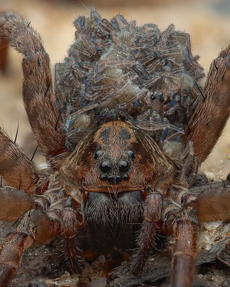 Wolf Spiders Patrol Soil And Mulch
