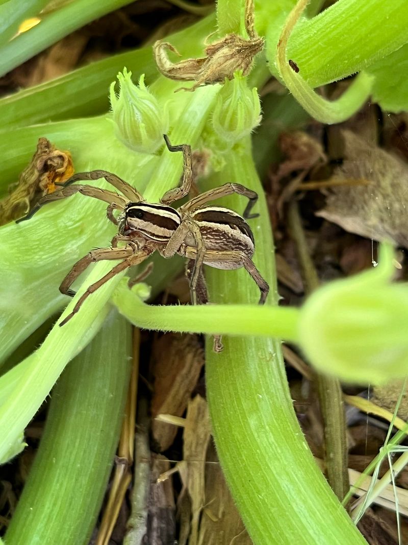 Wolf Spiders Patrol The Soil For Crawling Pests