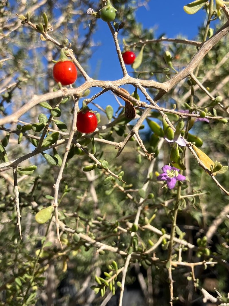 Wolfberry Creates Dense Branching Growth