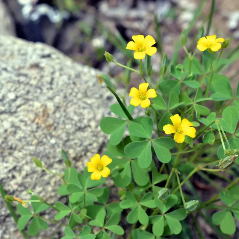 Wood Sorrel Has A Tart Flavor