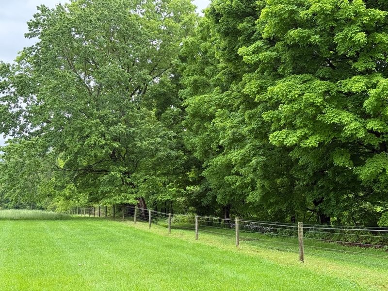 Wooded Borders And Brushy Boundaries Wooded Borders And Brushy Boundaries