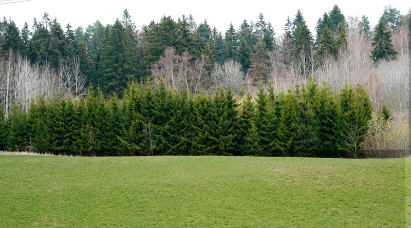 Woodland And Forest Edge