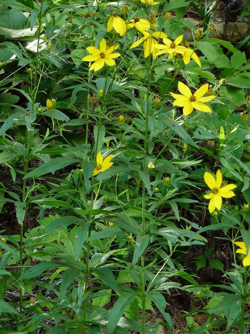 Woodland Coreopsis Blooms Again After Trimming