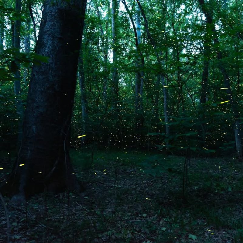 Woodland Edges Support Firefly Activity Woodland Edges Support Firefly Activity