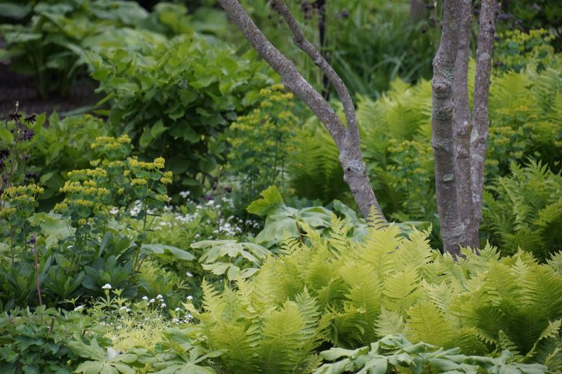 Woodland Edges