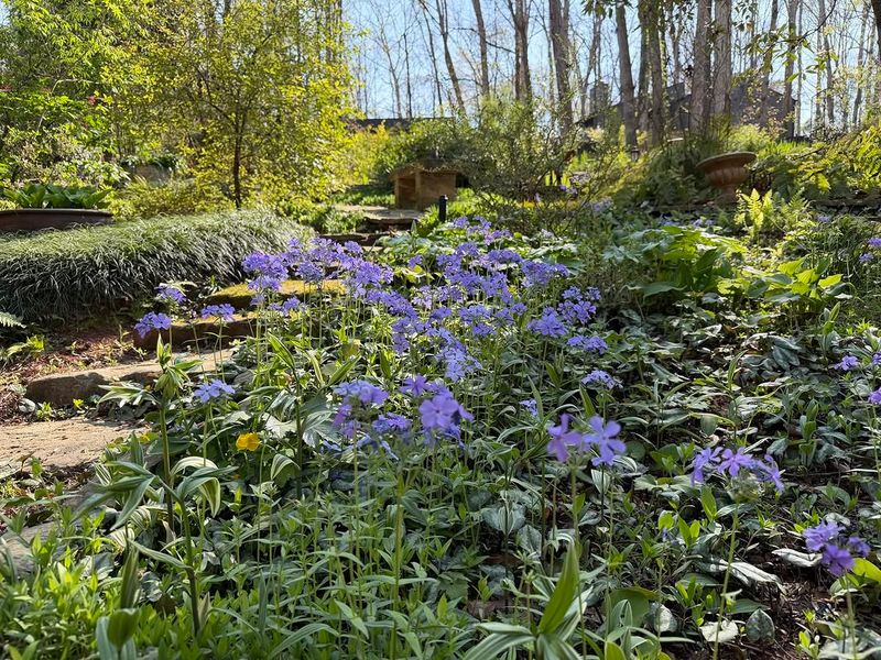 Woodland Phlox