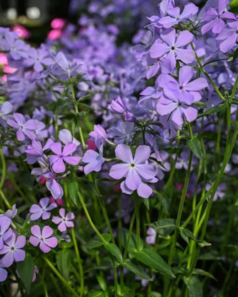Woodland Phlox Woodland Phlox