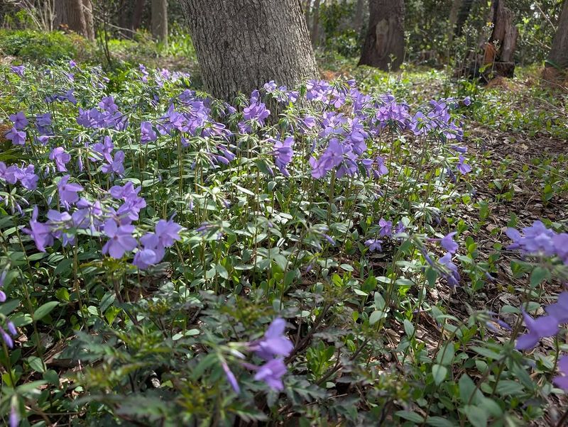 Woodland Phlox Adapts To Dry Woodland Conditions Woodland Phlox Adapts To Dry Woodland Conditions