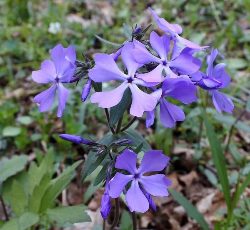 Woodland Phlox Adds Spring Color Without Brushy Overgrowth