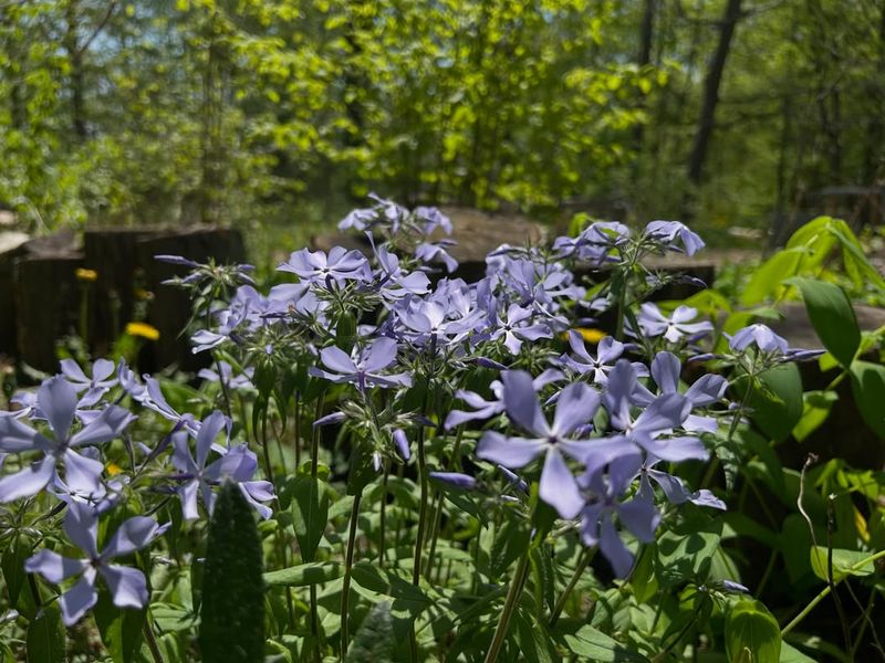 Woodland Phlox (Phlox Divaricata) Woodland Phlox (Phlox Divaricata)