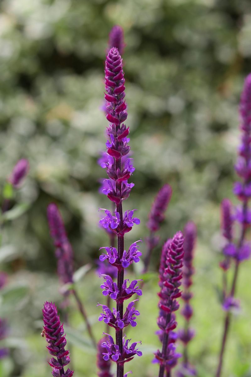 Woodland Sage Woodland Sage