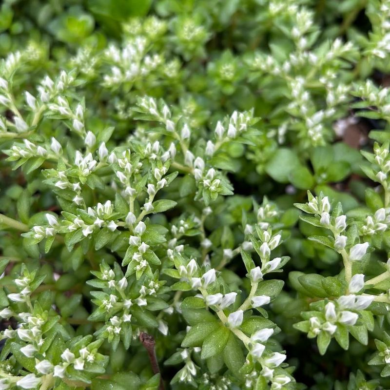 Woodland Stonecrop