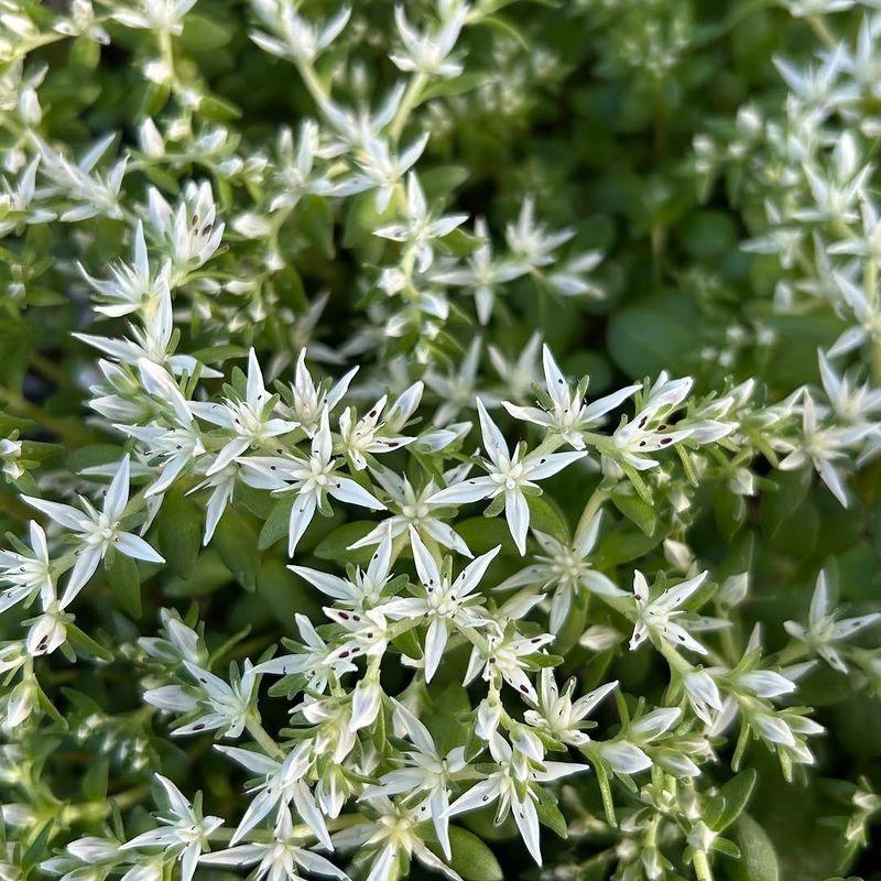 Woodland Stonecrop Woodland Stonecrop