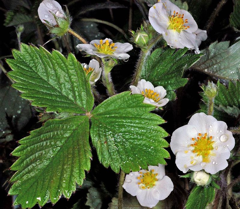Woodland Strawberry Fills Part-Shade Gaps