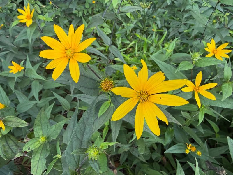 Woodland Sunflower Supports Busy Foraging Woodland Sunflower Supports Busy Foraging