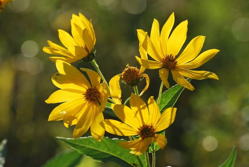 Woodland Sunflower Woodland Sunflower