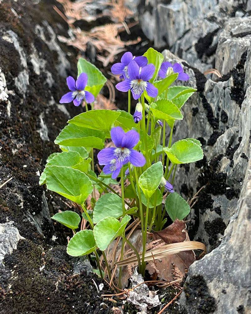 Woodland Violet