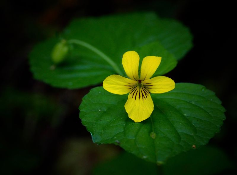 Woodland Violet Woodland Violet