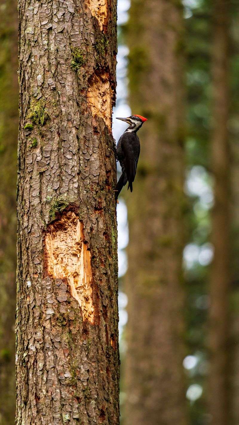Woodpecker Damage From Larvae Attracts Even More Bees
