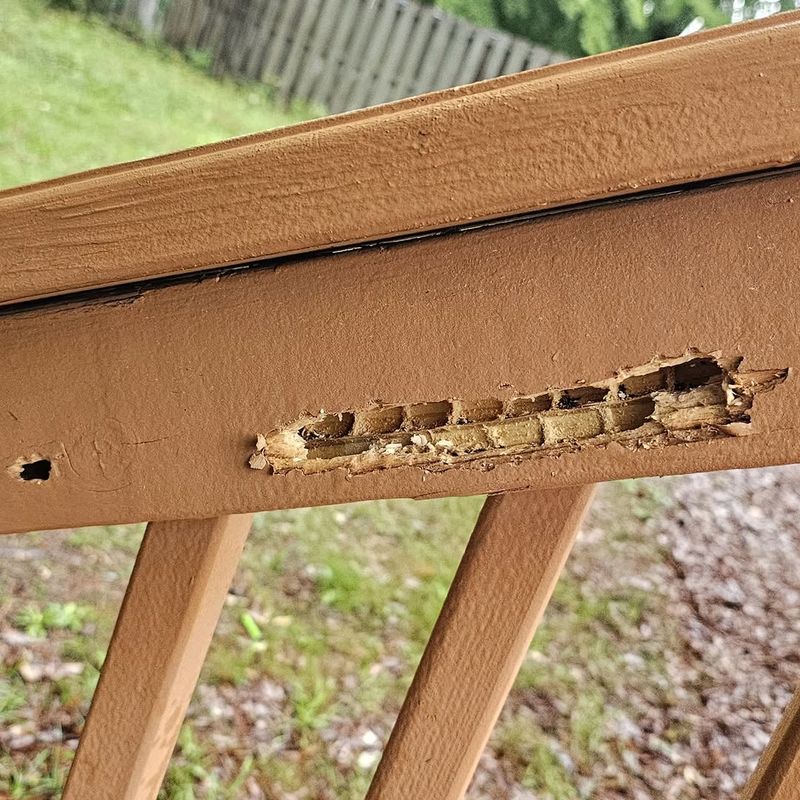 Woodpeckers May Follow Carpenter Bee Activity