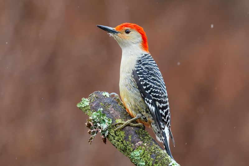 Woodpeckers Reveal Your Trees Still Support Life