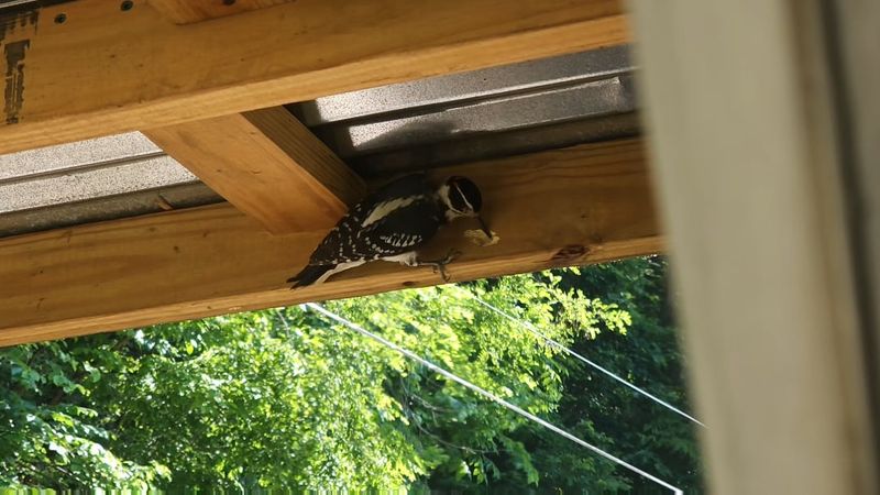 Woodpeckers Start Tearing At Trim