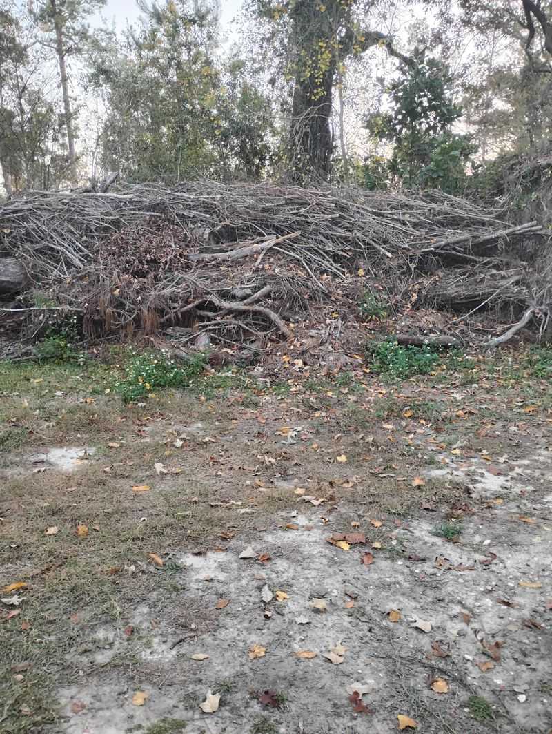 Woodpiles Beside Living Areas Harbor Tick Hosts