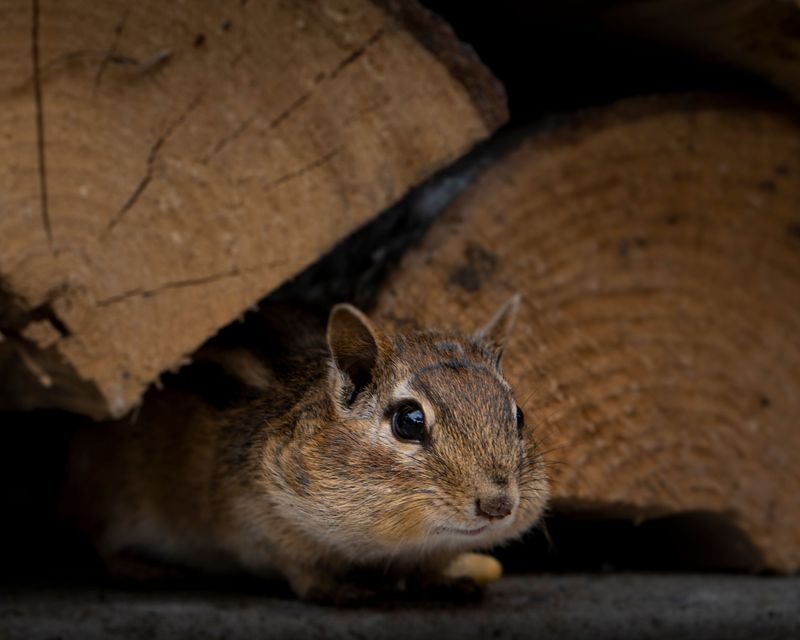 Woodpiles Too Close To Your Home Attract Tick-Carrying Rodents