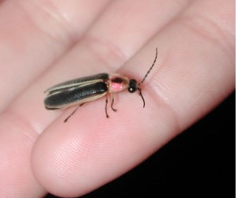 Woods Fireflies May Appear Near Trees And Open Areas Woods Fireflies May Appear Near Trees And Open Areas