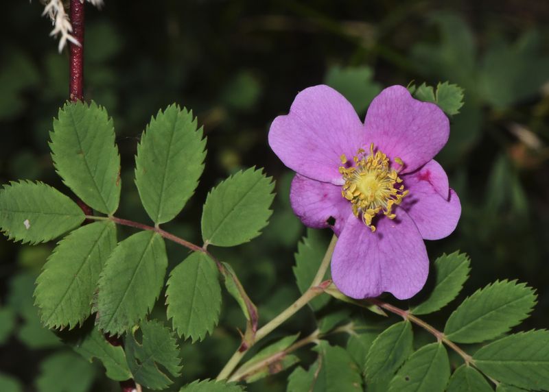 Wood's Rose Fits Inland Oregon Gardens Wood's Rose Fits Inland Oregon Gardens