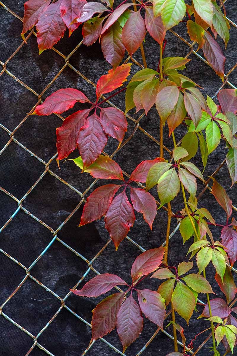 Woody Stems Give Virginia Creeper Strong Fence Coverage Woody Stems Give Virginia Creeper Strong Fence Coverage