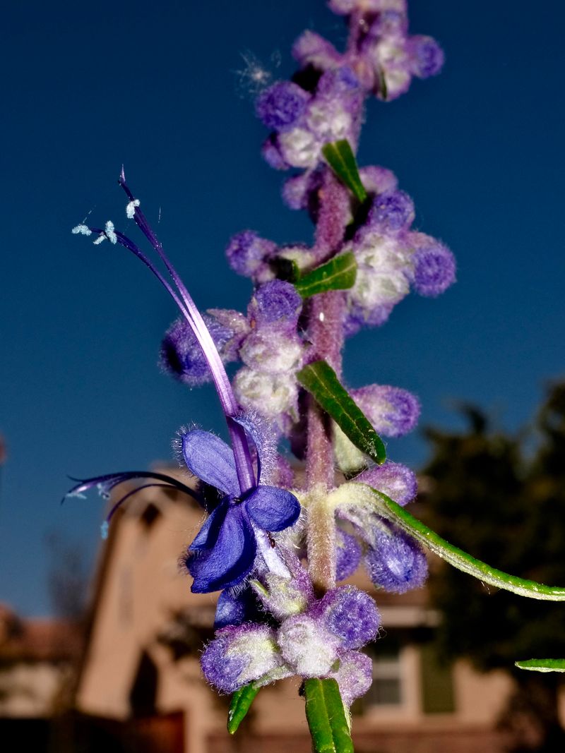Woolly Bluecurls Brings Airy Flowers To Fire-Smart Borders