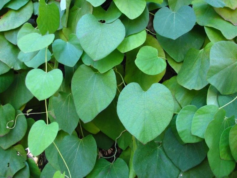 Woolly Pipevine Builds A Dense Green Wall Over Time Woolly Pipevine Builds A Dense Green Wall Over Time