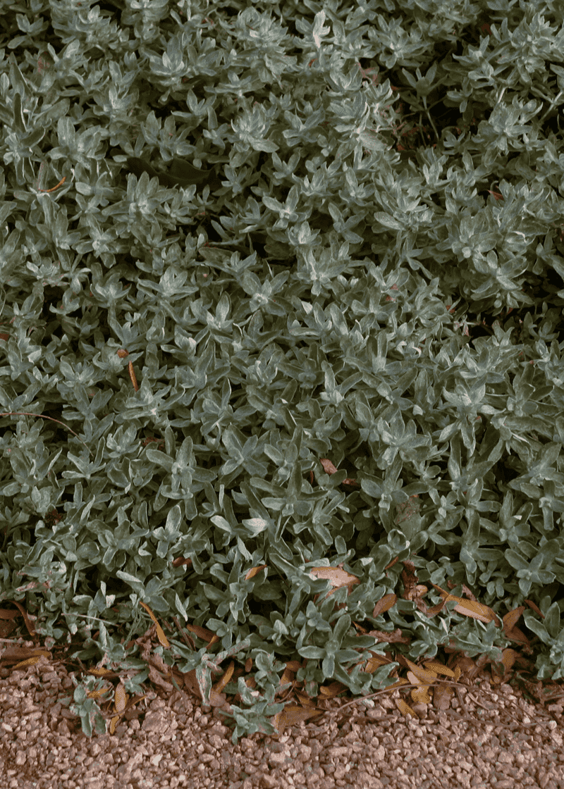 Woolly Stemodia Covers Warm Well-Drained Areas