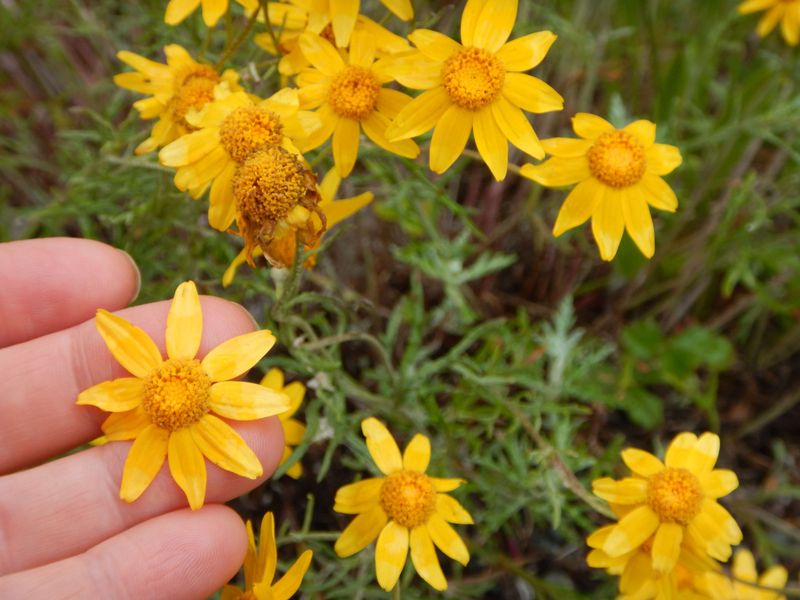 Woolly Sunflower Covers Dry, Sunny Banks Woolly Sunflower Covers Dry, Sunny Banks