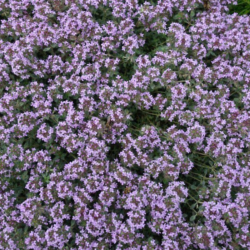Woolly Thyme Handles Heat And Foot Traffic Well