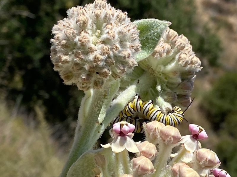 Woollypod Milkweed