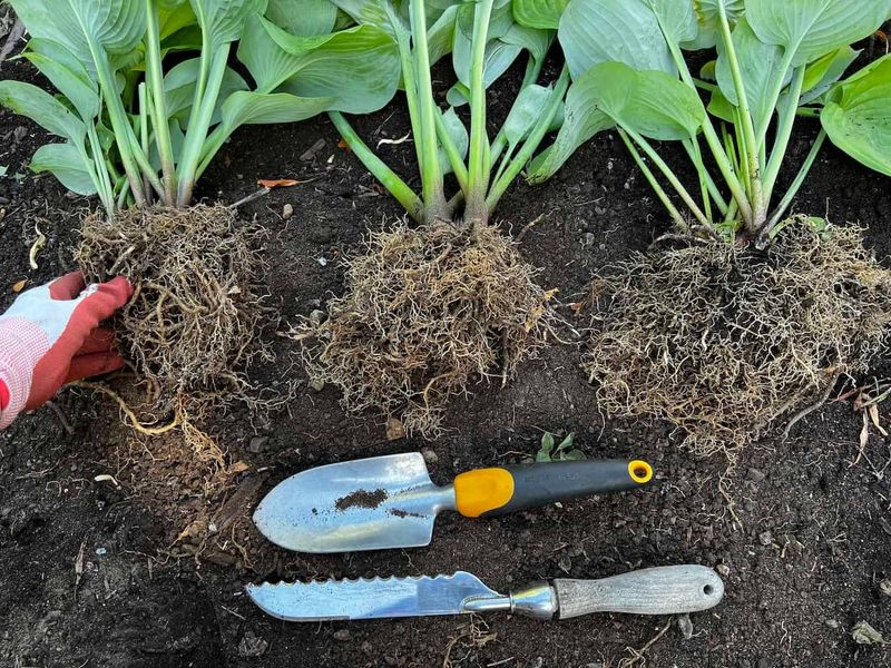 Work Compost Into The Bed Before Replanting