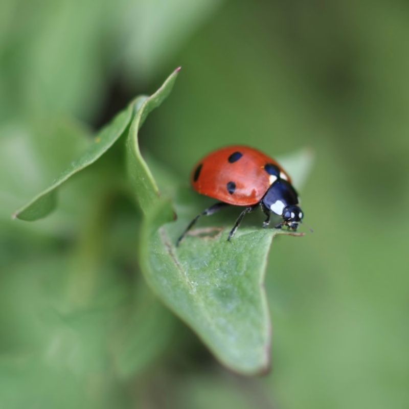 Work With Beneficial Insects, Not Against Them Work With Beneficial Insects, Not Against Them